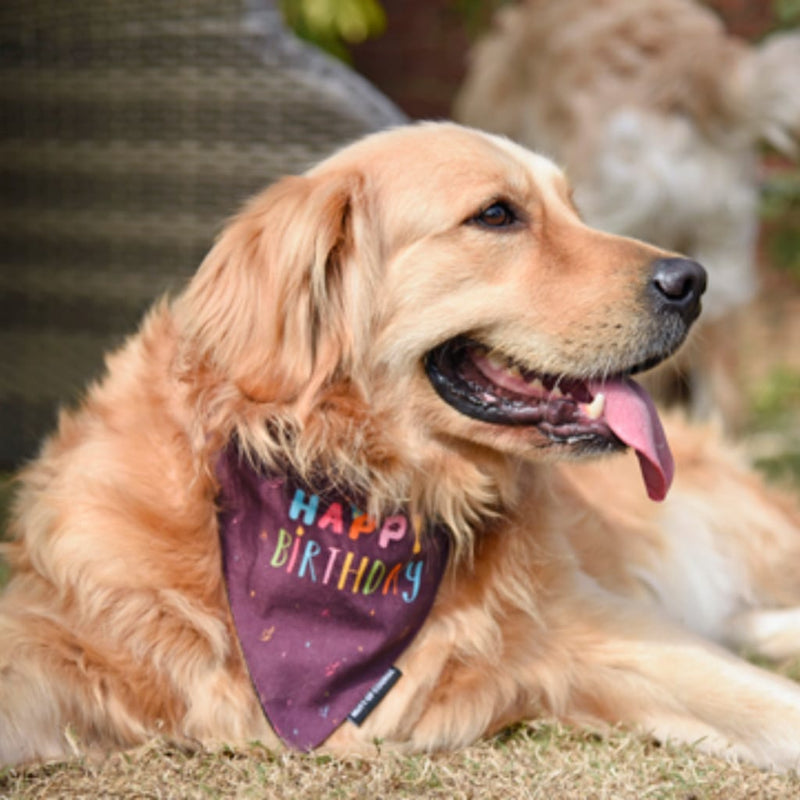 Mutt Of Course Happy Birthday Bandana - Accessories for dogs