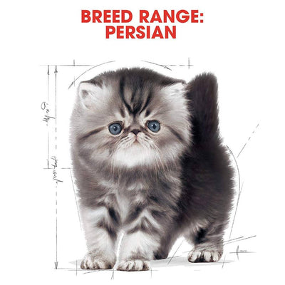 Royal Canin Persian Kitten