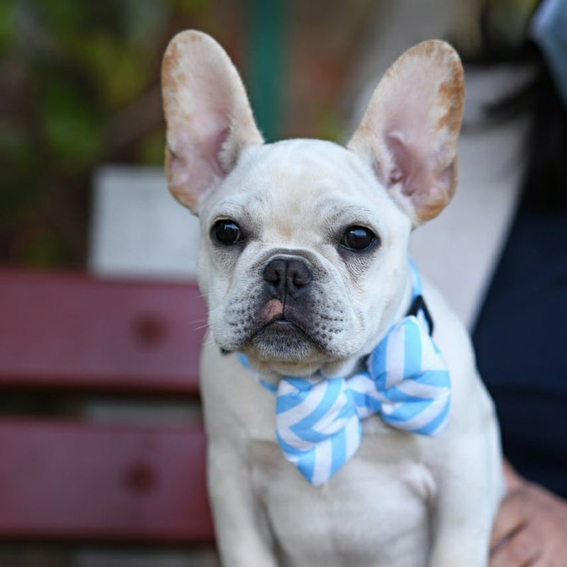 Mutt Of Course Chevron Blue Bow - Bow tie for pets