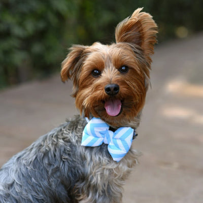 Mutt Of Course Chevron Blue Bow - Bow tie for pets