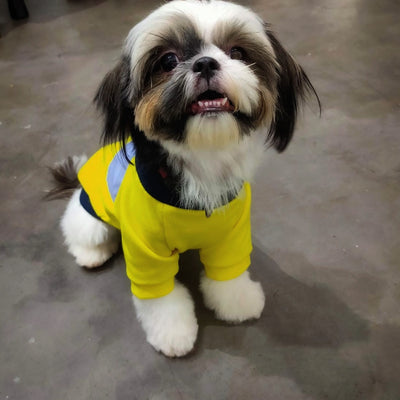 HM Smiley in Pocket Yellow & Blue Tee - T shirt For Small Dogs & Puppies